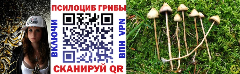 Галлюциногенные грибы Psilocybine cubensis Саянск